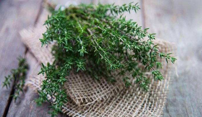 những mùi nước hoa nữ sang trọng