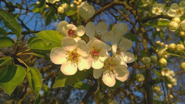 những mùi nước hoa nữ sang trọng